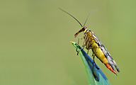 Scorpionfly (female, Panorpa communis)